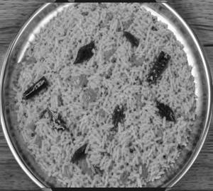 Tomato rice