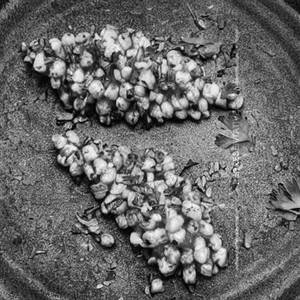 Crispy Corn