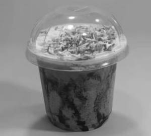Chocolate Cup Cake