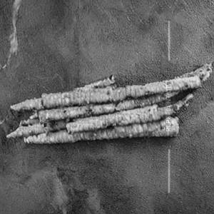Baby Corn Stick Chilly