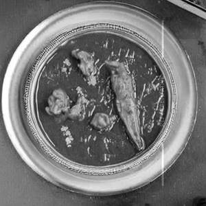 Chicken takatak [full]