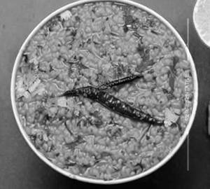 Butter Tadkha Khichdi