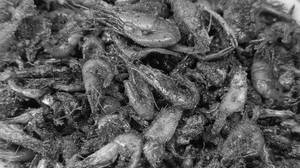 Brown [itchna] fish fried  [100 gms]