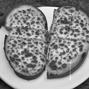 Garlic vegitables cheese