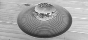 The Bird Burger