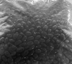 Rajma 500Gm