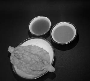 Papdi