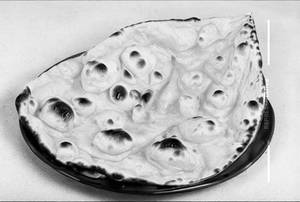 Butter Roti
