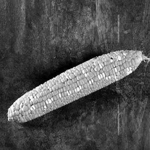 Corn Crunchers