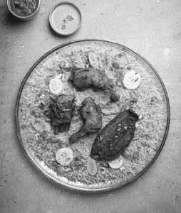 Fried Mutton Mandi