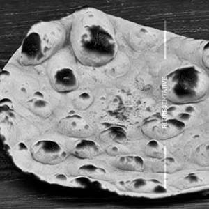 Tandoori Butter Roti 