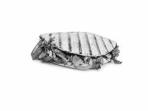 Grilled Veg Taco