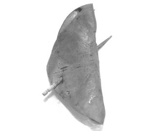 Calcutta Meetha Paan