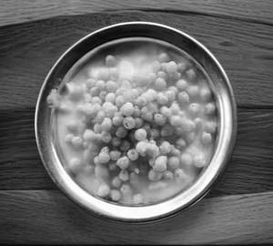 Boondi Raita