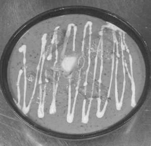 Delhi Wala Butter Chicken