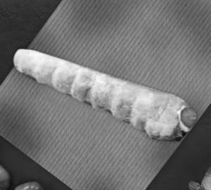 Eggless Cream Roll