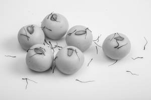 Kesar Peda