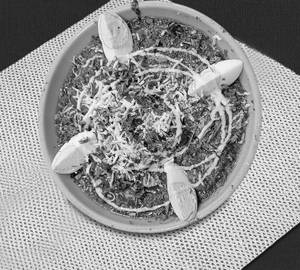 Egg nawabi
