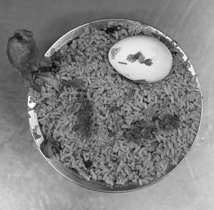 Chicken Dum Biriyani