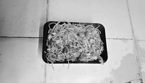 Veg Triple Noodles