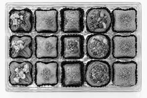 Baklawa 15Pcs