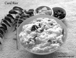 Curd Rice
