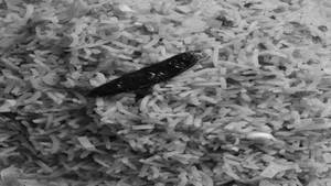 Schezwan Fried Rice