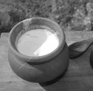 Plain Curd