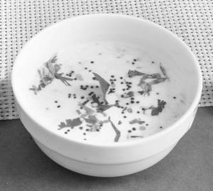 Curd Rice         