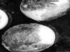 Boil Egg Fry