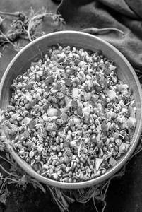 Sprout Salad