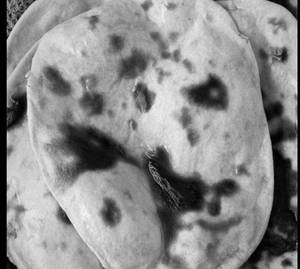 Roti