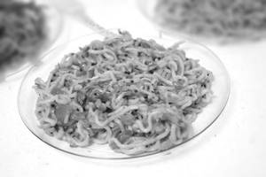 Maggi