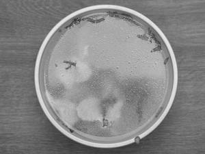 Clear Soup