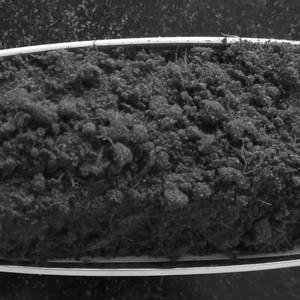 Kanda Lasun Chutney          