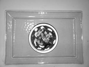 Kaju Curry