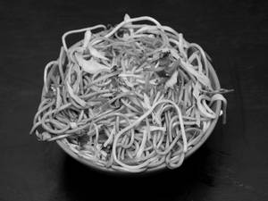 Chicken Hakka Noodles