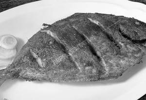 Pomfret Tawa Fry