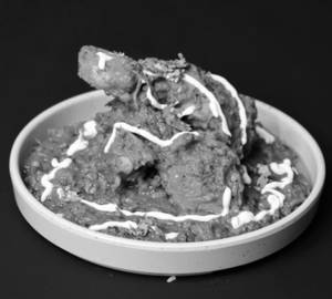 Chicken Masala 