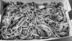 Veg Chilli Garlic Noodles