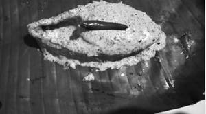 Ilish Paturi