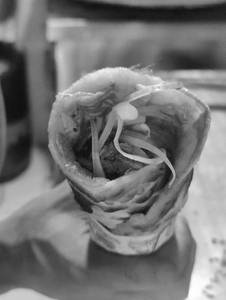 Hot Garlic Chaap Roll