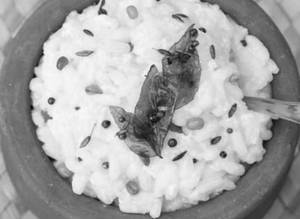 Curd Rice