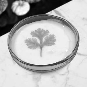 Plain Curd
