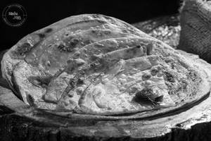 Lachcha Tawa Paratha