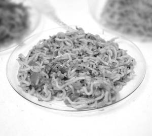 Tandoori Spicy Maggi