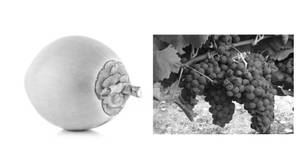 Tender Coconut Grape Juice (750 ml)