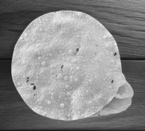 Fried Papad
