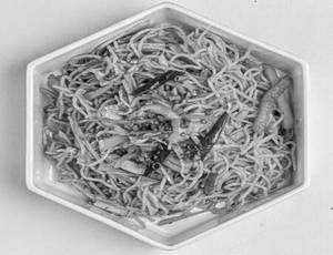 Veg Chilli Garlic Noodles