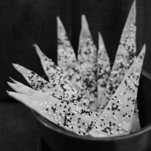 Lavaash Sticks